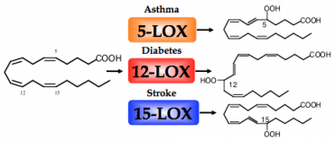 The image presents a schematic representation of the biochemical action of lipoxygenase (LOX) enzymes on a fatty acid substrate, linked to specific diseases. On the left side, there is a black line drawing of an unsaturated fatty acid chain, with carbon numbers 5, 12, and 15 labeled. Arrows point from the fatty acid to three different products, each catalyzed by a different LOX enzyme. '5-LOX' is highlighted in orange with an arrow pointing to the product related to asthma, '12-LOX' in red associated with diabetes, and '15-LOX' in blue linked to stroke. Each product shows the fatty acid with an added hydroxyl group (OH) at the respective carbon number indicated by the enzyme's name.