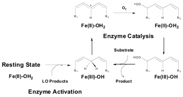 The image is a schematic diagram of the enzymatic catalysis process for a lipoxygenase (LO) enzyme. It is divided into three parts: the resting state, enzyme catalysis, and enzyme activation. In the resting state at the bottom left, there is a chemical structure labeled 'Fe(II)-OH2', which transforms into a product 'Fe(III)-OH' with an arrow labeled 'LO Products' indicating the enzyme activation process. At the top, 'Enzyme Catalysis' is written over an arrow pointing from a substrate molecule, represented by a chemical structure with 'R1' and 'R2' groups and 'H' atoms, through the addition of 'O2' resulting in a hydroperoxide product, shown with 'HOO' added to the structure. On the right side, the product of enzyme catalysis, 'Fe(III)-OH2', is shown converting back to the resting state 'Fe(II)-OH2' with the release of the enzyme's product, completing the catalytic cycle.