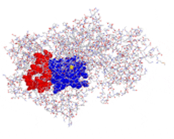 This image depicts a molecular model of an enzyme, likely lipoxygenase, shown in a space-filling representation. The enzyme is composed of a complex network of atoms and bonds. Regions of the enzyme are highlighted in different colors to indicate specific sites or features: a cluster of red atoms, likely representing an active site or area of interest, a blue region possibly indicating a binding site, and the rest of the molecule is in white and grey, illustrating the overall structure. The background is transparent, focusing attention on the colorful regions of the molecular model.